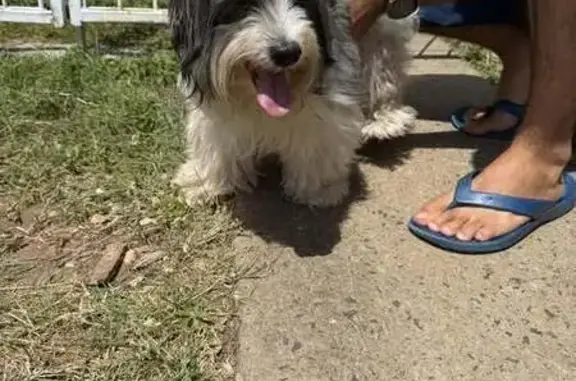 Found Dog on Farm Street, Rock...