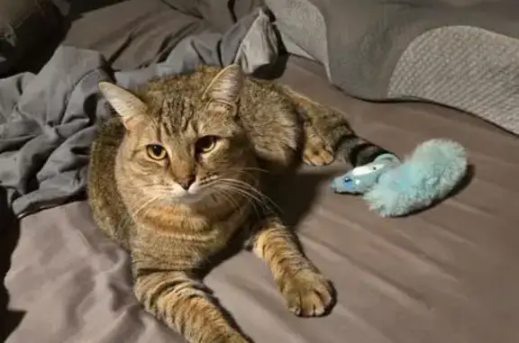 Lost Tabby Cat: North Lafayett...