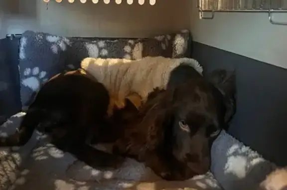 Animaux perdus Bracieux, photo: Chienne cocker marron perdue à Bracieux
