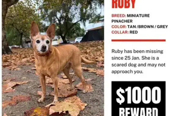 Lost pets Brimbank, photo: Lost Tan Dog on Dunbarrim Ave