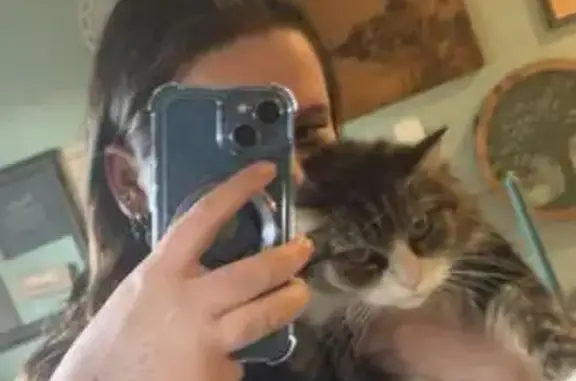 Lost Tabby Cat: Friendly, Loves Food!