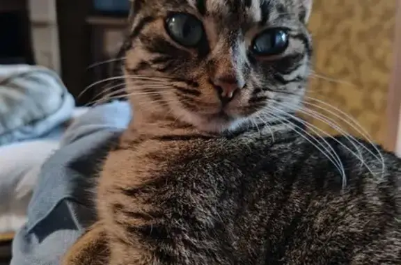 Chatte perdue, rayée, yeux verts, La Teste - photo