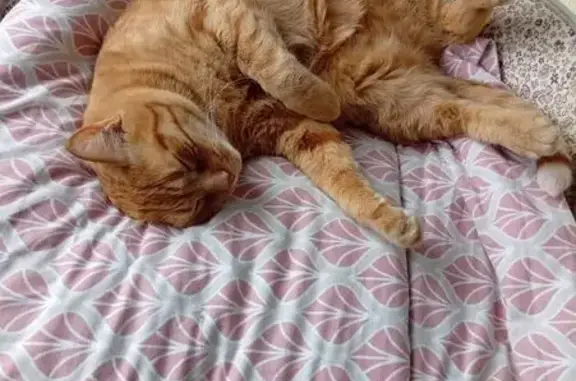 Animaux perdus , photo: Chat roux perdu, castré, Masléon
