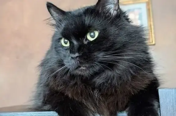 Кішки загублені, Київ, фото: Зник чорний кіт біля Укрпошти на Січових