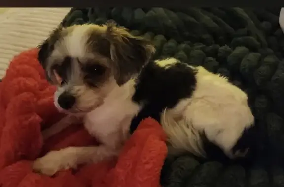 Lost Dog: Tiny, Heart-Spotted on Side
