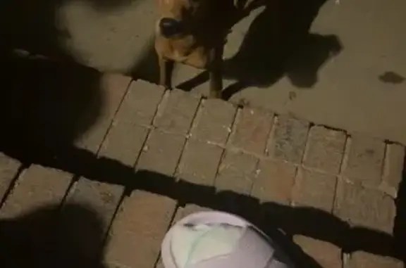 Lost Dog: Elvis, Brown Coat, Hornsby