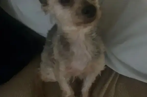 Lost Yorkie on Seminole Blvd - Help! - photo