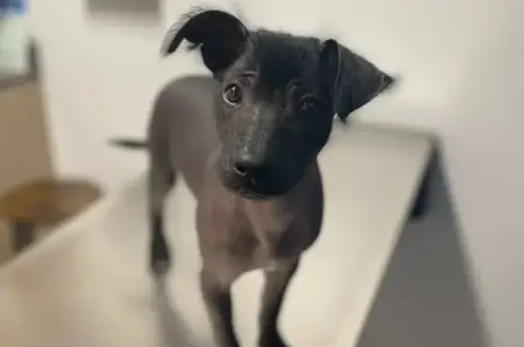 Lost Hairless Dog in San Antonio Area