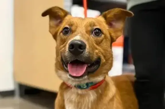 Missing dog Zimmerman, photo: Lost Dog on 112th St NW, Zimmerman