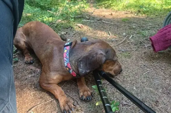 Зникла такса Бублік у Татарові! Допоможіть!