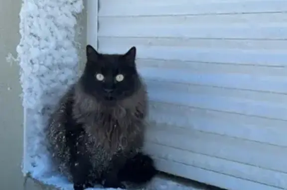 Animaux perdus , photo: Chat noir perdu, La Copechagnière