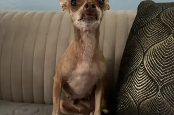 Lost Senior Chihuahua in San Antonio 78227 - photo