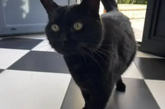 Animaux perdus Voreppe, photo: Chat perdu : Zadig, câlin et ronronnant