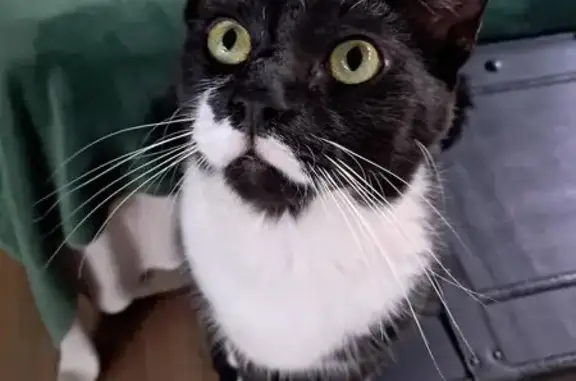 Lost Tuxedo Cat in Mooikloof Estate