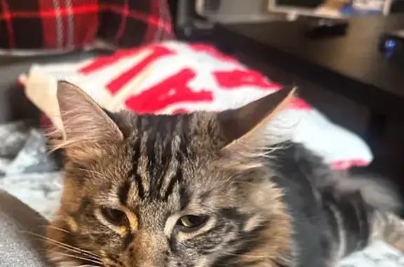 Missing cat , photo: Energetic & Affectionate Cat Lost!