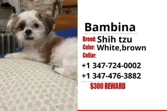 Lost Dog with Unique Eyes in Jamaica, NY