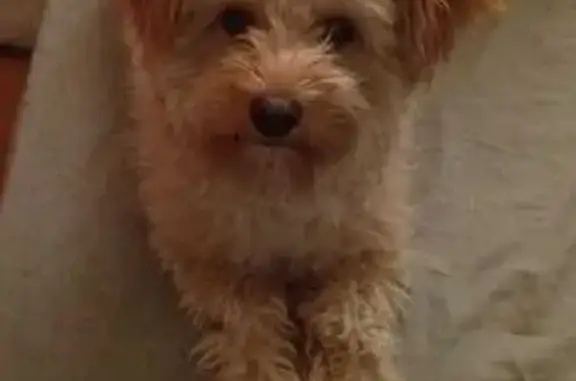 Perros perdidos, Coyula, foto: Perro Beige Perdido en Calle Veneto, Coyula