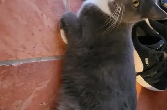 Chatte grise Romy perdue au Touquet - photo
