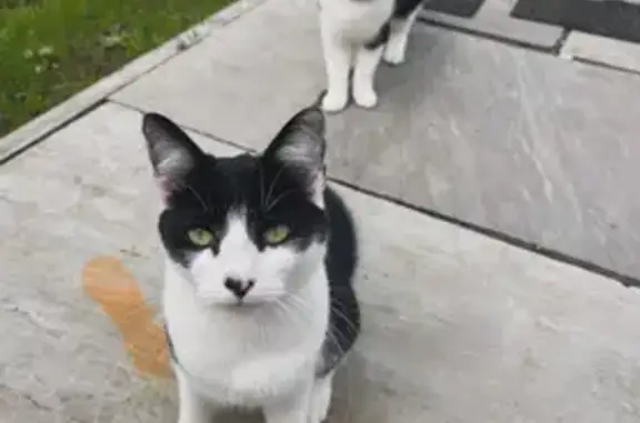 Friendly Black & White Cat Lost on Chetwyn