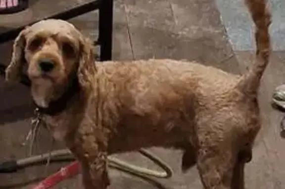 Lost pets , photo: Lost Dog Milo: Missing Near Serpells School