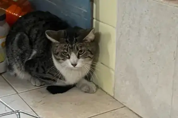 Gato Asustado Encontrado en Do...