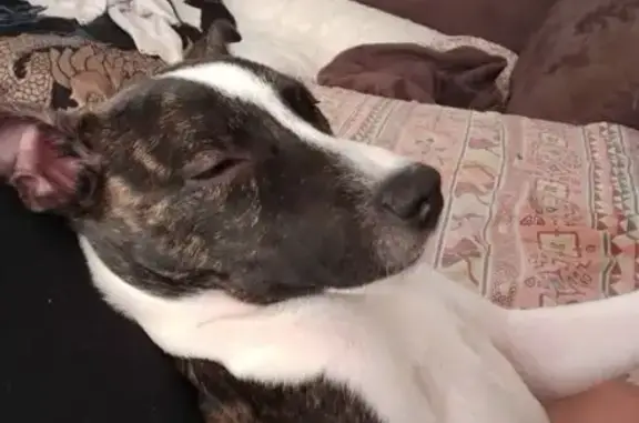 Lost Staffy Cross: Brown/Gold,...