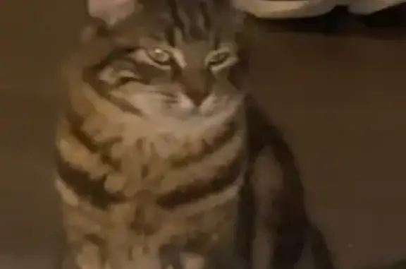 Animaux perdus Audun-le-Tiche, photo: Chatte câline perdue, Rue du Laboratoire