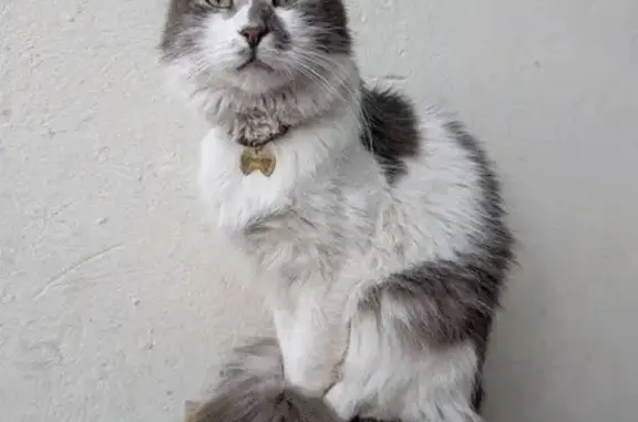 Зникла кішка Соломон: допоможіть знайти!