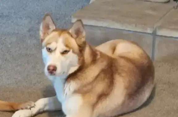 Lost pets Irving, photo: Lost Dog: Red/White, Blue Eyes, Irving