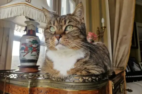 Chat perdu, Granville, photo: Chouquette, chatte sociable perdue à Granville