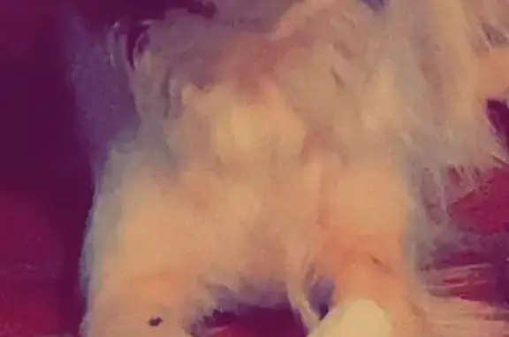 Lost: Blind Dog Woofie, 20lbs, Elizabeth IN