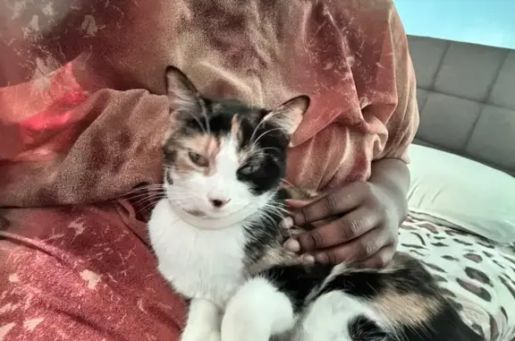 Lost Calico Cat: Hathaway St, Lynn
