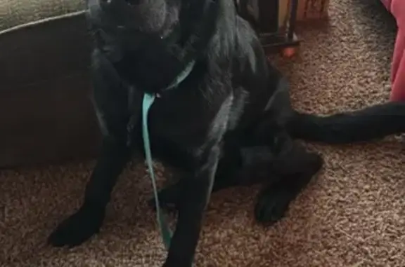 Found dog Leavenworth, photo: Found: Young Black Lab/Shepherd Mix