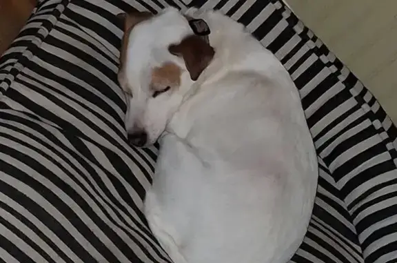 Lost Dog: Tiny Jack Russell in Richmond