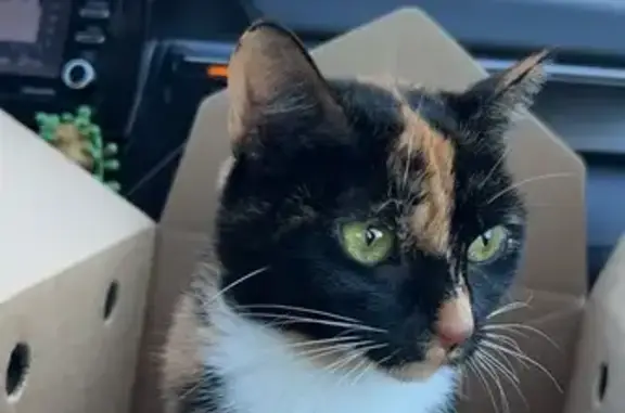 Lost Skittish Tortoiseshell Cat - Help!