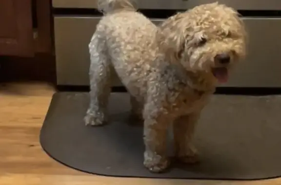 Missing dog Stratford, photo: Lost Dog: Tan Coat, Found on Birdseye