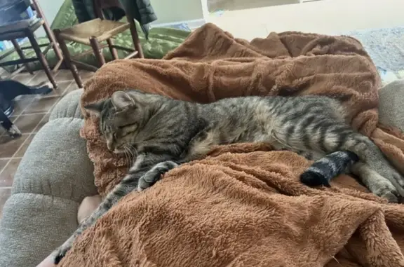 Lost Cat Alert: Willbrook Circle, 287