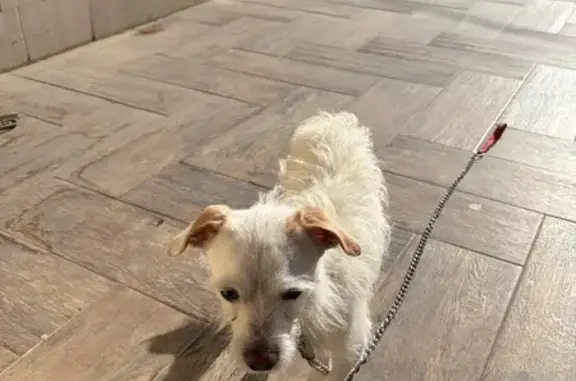 Perro Blanco con Orejas Café E...