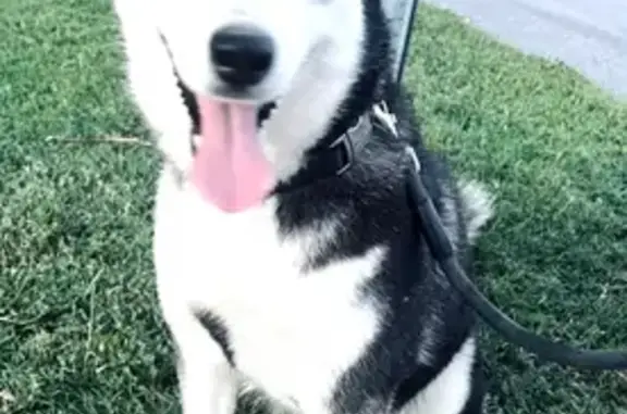 Lost Dog: Friendly Black & White Beauty