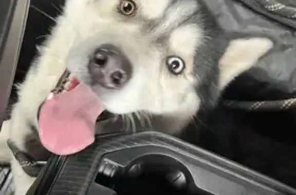 Lost: Black & White Dog, Louisville - photo