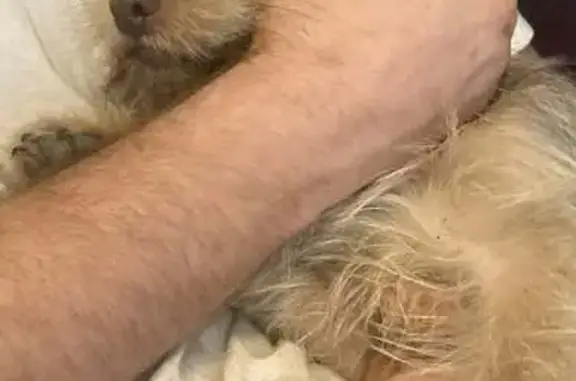 Energetic Tan Dog Lost in SC!