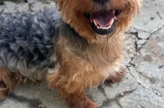 Lost Dog in Red Sweater on Hanna Dr.