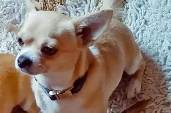 Small chihuahua Smooth coat fawn color no collar. Disappeared from yard about 8.30 am. No indication of how he got out.