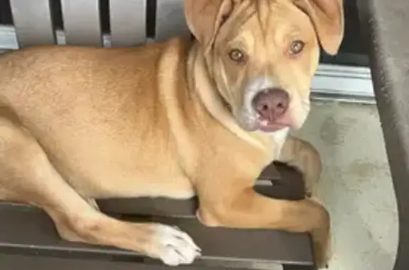 Lost Dog Chomper in Miami Gardens!