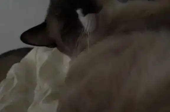 Missing cat Cottonwood, photo: Lost Indoor Cat on North Main Street