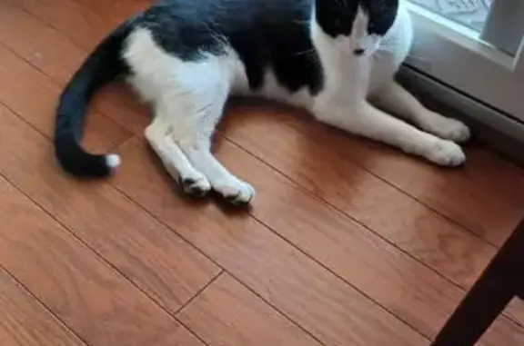 Missing cat Henderson, photo: Missing: Tuxedo Cat from Vera Cruz