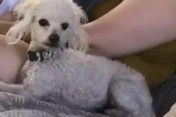 Lost Poodle-Maltese Mix in LA: Help!