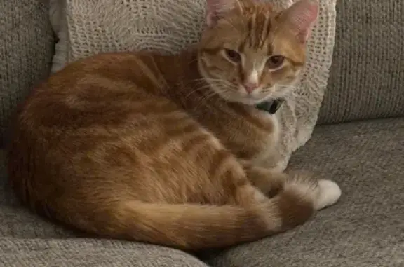 Lost and found pets Arizona City, photo: Lost Skittish Orange Tabby in Phoenix