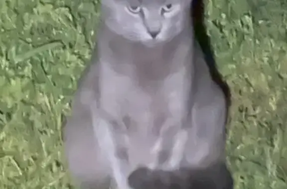 He is a grey cat, super friendly, and super mouthy. He doesn’t have a collar because he loves to go outside and he lost his tear away collar. He has bright green eyes!