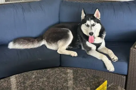 Found dog Lake Mary Jane, photo: Found: Sweet Husky in Lake Mary Jane, FL